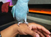 Beautiful Blue Indian Ringneck – 10 Months Old