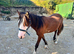 Welsh cob for sale