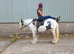 Kids pc pony/all-rounder