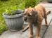 Boy and girl pups ready now