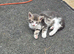 3 beautuful boys for sale