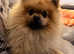 Cheeky Pomeranian for stud