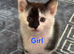 Gorgeous Half-Ragdoll Cross Kittens Looking for Loving Forever Homes