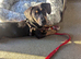 6 months old dachshund