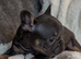 Beautiful French Bulldog