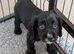 2 male black sprocker pups