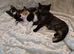Lovely cuddly kittens ready now