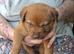 ) Stunning & Unique Shepweiler Mastiff Puppies – Reared with Love!