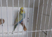 Lovely rainbow budgie