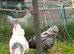 HATCHING EGGS