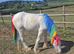 Super friendly Filly TGCA