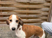 Saluki x greyhound