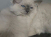 Ragdolls kittens
