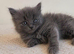 Beautiful British Longhair x British Shorthair Kittens – Ready for Their Forever Homes