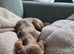 Dapple dachhound