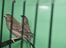 Cherry finch