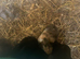 Rabbit kits