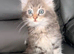 Maine Coon kitten