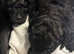 Cute cavapoos