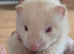 X2 male ferrets complete with cage and accessories