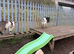 Female pigmy goats