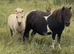 SPSBS Registered filly