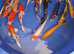 koi carp 3 inch to 18 inch
