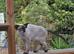 Adult Siamese Girl is looking for home