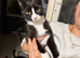6 cats for sale
