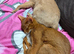 BEAUTIFUL ABYSSINIAN SORREL CAT LOOKING FOR A LOVING HOME