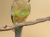 Pair of Mulgas