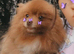 Two stunning pomeranian boys
