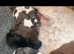 Working sprocker puppies