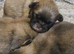 3 Pekingeses Puppies