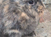 Lionhead doe