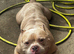 Pocket bully x Staffie pups