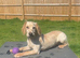 2 years old cocker spaniel