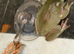 Two young male green tree frogs