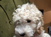 1 white and Maple Cockapoo pups