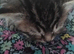 2x Kittens Remaining READY TO LEAVE