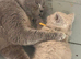 3 left Stunning BSH kittens - lilac’s and blues