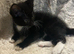 Maine coon tuxedo male kitten