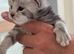 Maine Coon kittens from Grand Champion GCCF parents for sale