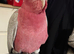 Stunning young Galah