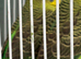 Black wing budgies