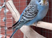 Budgie, male