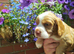 Cocker Spaniel Puppies