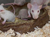 Rex, Double Rex Albino Rats