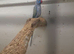 Breeding pair Violet and turquise pair