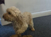 Cavapoo